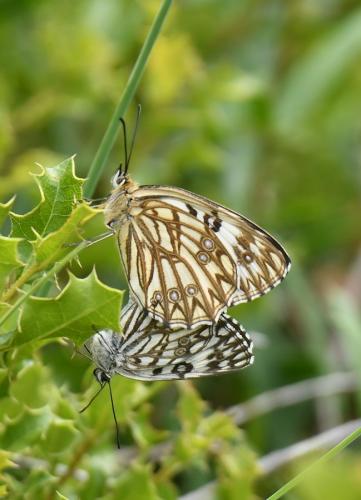 Melanargia occitanica